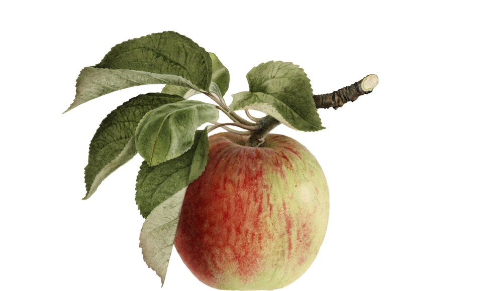 Apfel