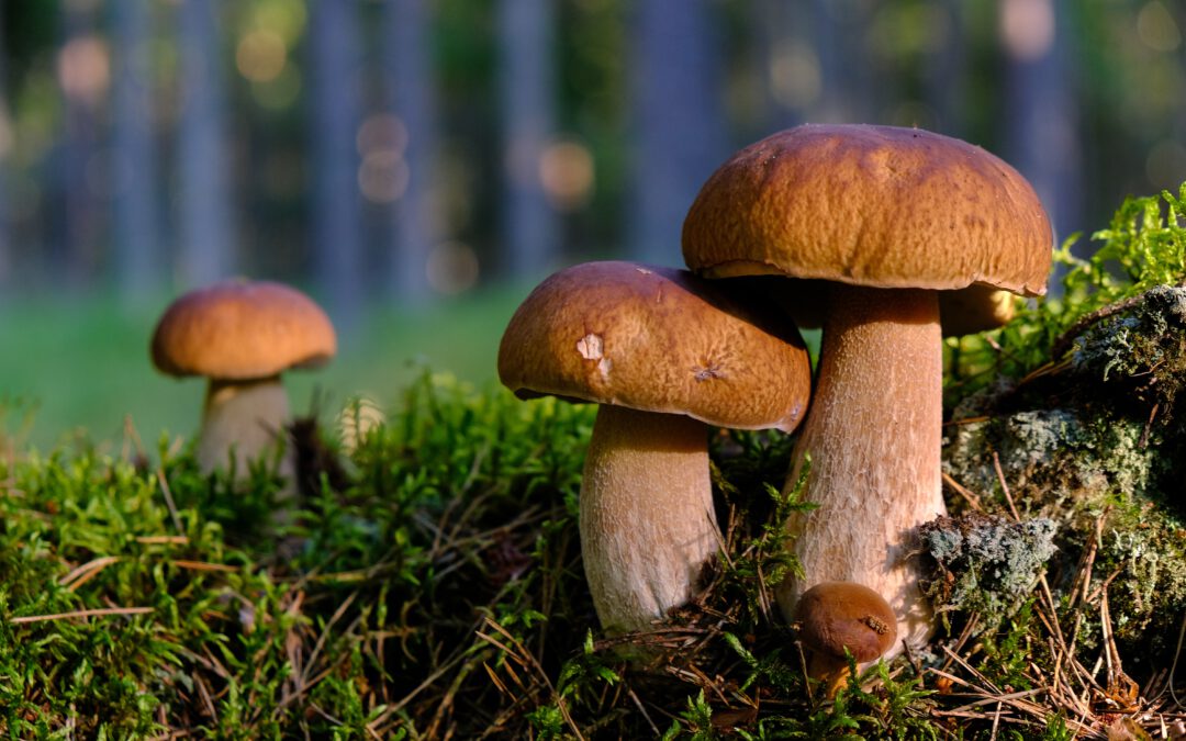 Teil 1: Pilze sind wundersame Geschöpfe, weder Tier noch Pflanze